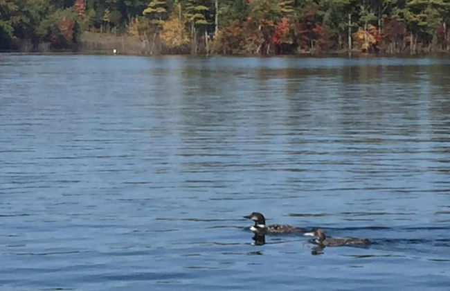 Lazy Pines Lodge - Foto 32