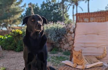 Agroturismo Finca Sant Blai - Photo 54