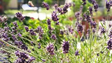 A casa di Iole - Foto 5, Garden