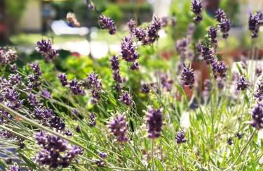 A casa di Iole - Foto 5