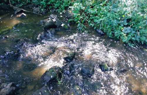 L'Orchidée - Photo 14