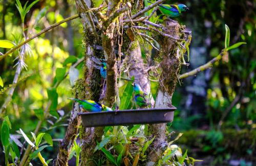 Casa em penedo com cachoeira - Photo 16