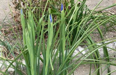 Magnifique vue sur la mer ... - Foto 77