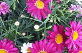 Apartments Nadine Mljet Komfort mit Meerblick - Foto 30