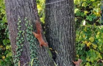 Studio neuf et cosy dans un écrin de nature - Foto 6