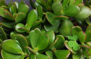 Paraíso da Aldeia - Foto 24