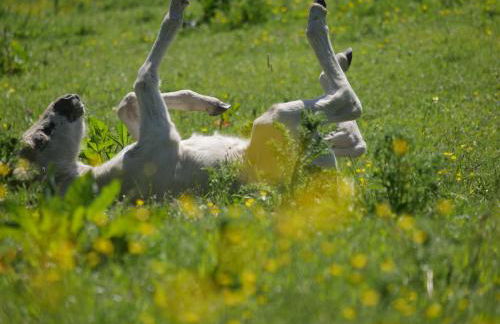 Käptn's Koje - Foto 80