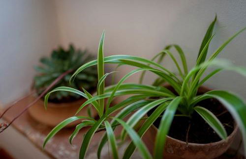 Agriturismo Casa Vecchia - Foto 13