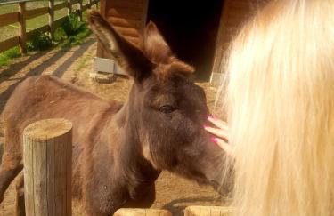 Alpakowy raj - Foto 53