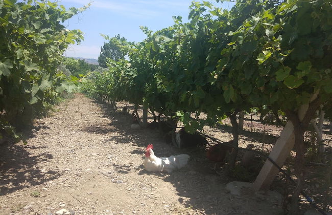 Akarca Bag Evleri - Photo 21