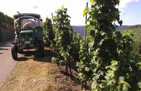 Ferienweingut Ulrike Thul - Foto 14