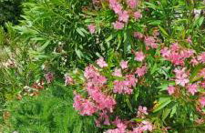 KUĆA U PRIRODI LI - Foto 22