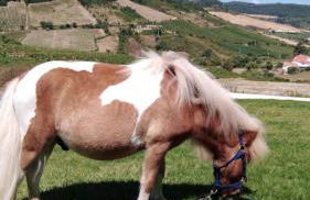 Casinha de férias no campo - Quintinha dos Cavalos - Arruda dos Vinhos - Foto 43