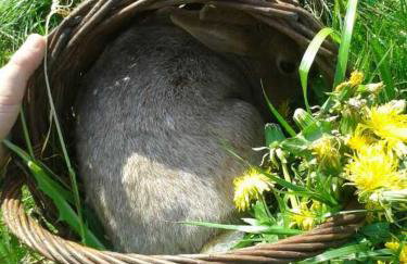 Schwoererhof - Photo 37