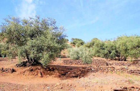 Hacienda Sol Trapiche - Foto 37