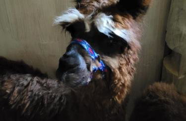 Agroturystyka Kaszuby Villagehome - Foto 41