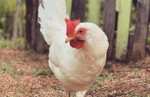 Cascina Burroni - Foto 77