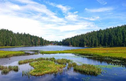 Arber Apartments - Zwieslerwaldhaus - Foto 8