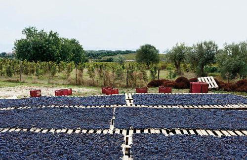 Baglio Occhipinti - Foto 79