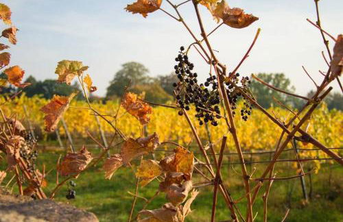 Tiny Haus auf idyllischem Grundstück im Rittergut - Foto 15