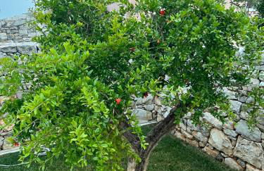 Appartamenti Minerva - Foto 50