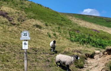 The Waltzing Weasel - Photo 25