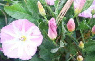 Apartment Landhaus Müritzliebe by Interhome - Foto 24