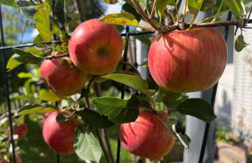 Bright new studio 43m2 with a beautiful garden - Photo 27