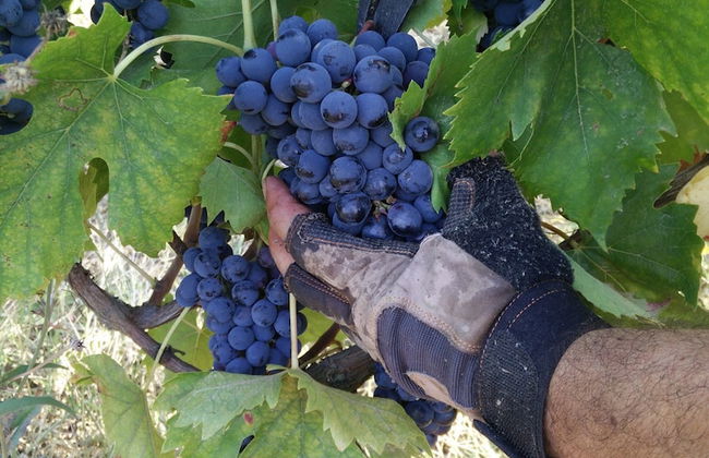 Azienda Agricola Baccagnano - Photo 35