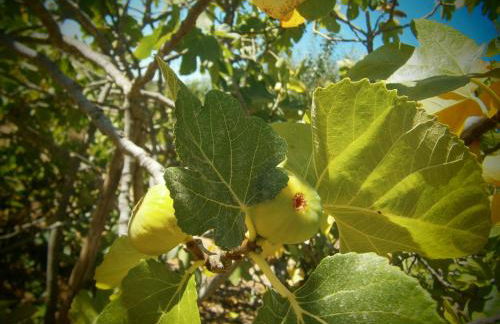 Quinta do Tempo Turismo Rural - Foto 43