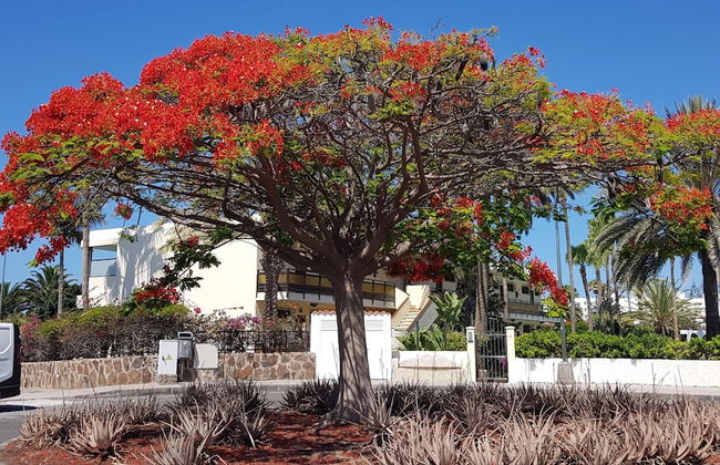 Vip Apartamentos Nogal - Foto 17