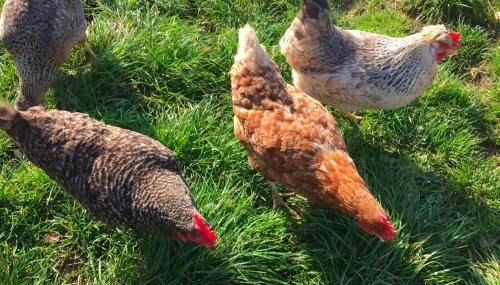 Great Lilly Cottage - Foto 4