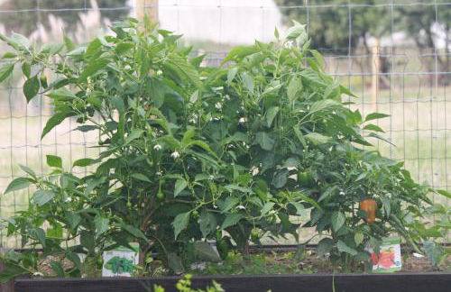 Casa dos meus avós -Villas - Gaia & Porto - Foto 54