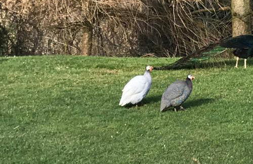 The Shepherds Hut at Hafoty Boeth - Photo 60