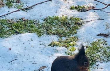 Ferienhaus am Bächle - Foto 29