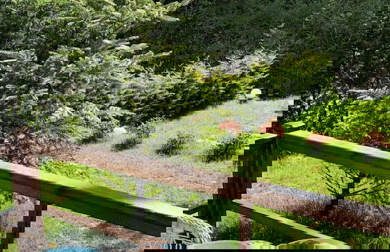 BLS Bungalove Sapanca - Foto 24