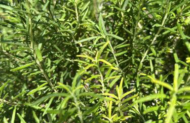 Artistic Retreat, King Suite with Private Balcony! - Foto 75