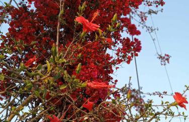 Julietta Suites - Photo 34