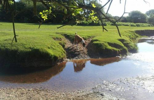 Luxury New Forest Barn, ideal for couples - Photo 60
