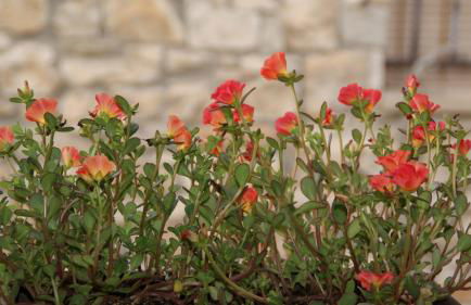 CAN PINÓS de GUIMERÀ - Foto 23