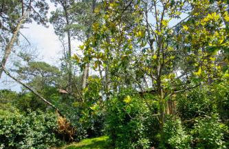 Cabane forêt proche plage avec piscine partagée - Foto 18