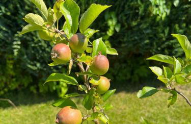 Eiderperle - Foto 20