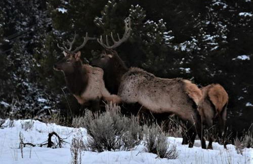 Lone Mountain Retreat - Foto 38