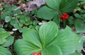 Deer Valley Retreat, Lovely Log Cabin with Fireplace & Garden Views- Perfect for a Relaxing Getaway! - Foto 35