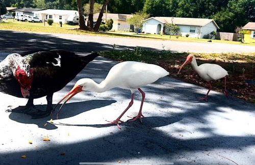 Lakeside retreat - 3 Bedroom, 2 Bathroom house by the lake - Foto 1