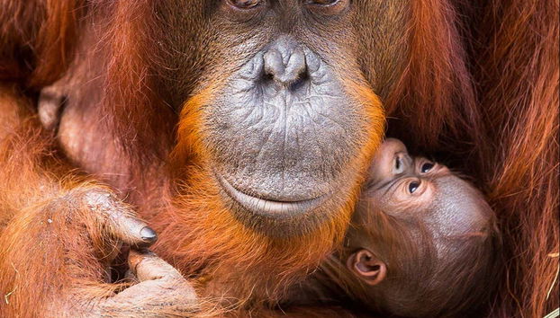 Orangutan with its baby