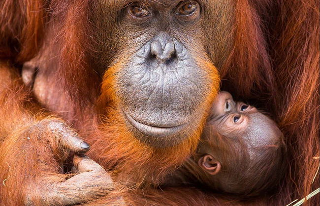 Tampa ZooQuarium Ticket - Photo 3