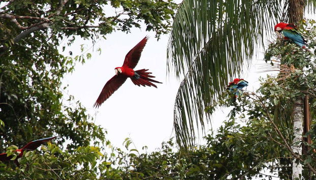 Ara bleu et rouge en vol