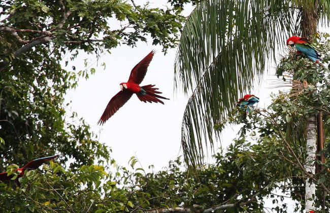 Chuncho Collpa Tour 2/3 Day Tour - Foto 3