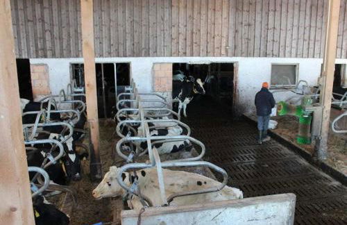 on the Willmann farm - Foto 31